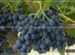 Testing Chemicals - Fresh Table Grapes - exempted - Agricultural Operations - directly related - production - agricultural produce - AAR - Taxscan