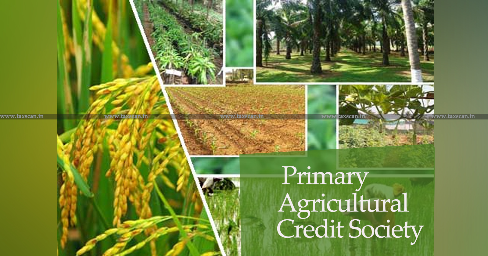 Demand of 20% of Tax for Conditional Stay on Primary Agricultural ...